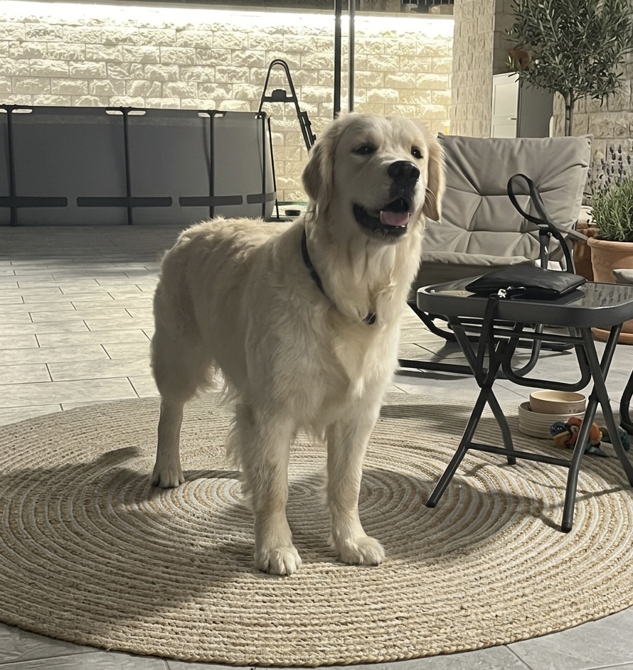 QUEEN CHLOE